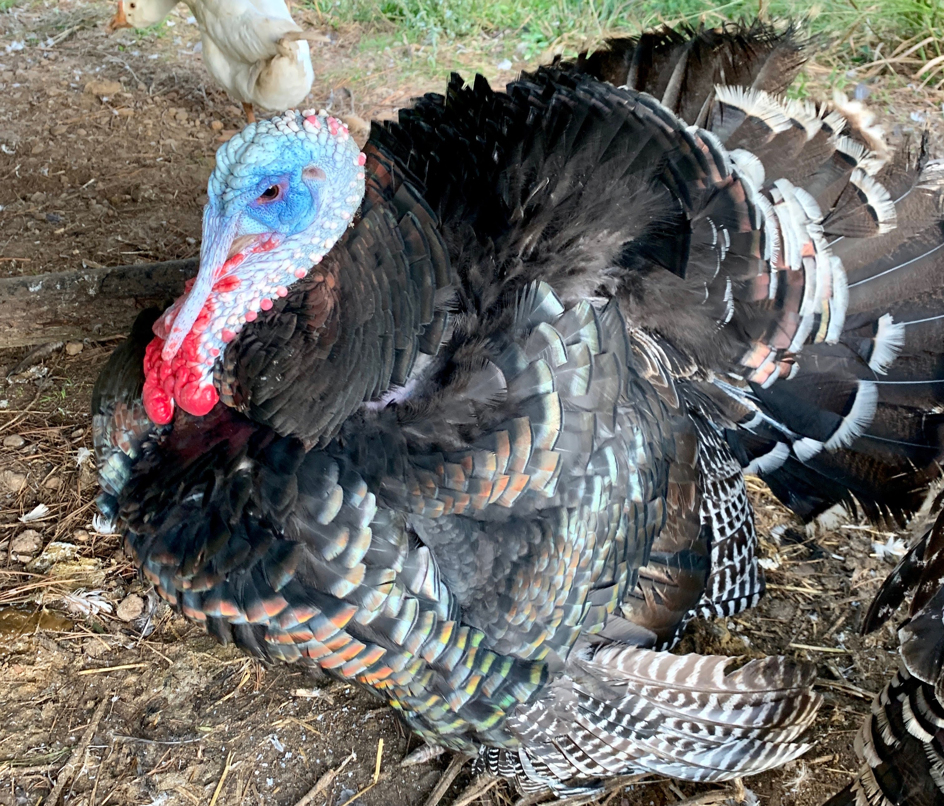 Turkeys